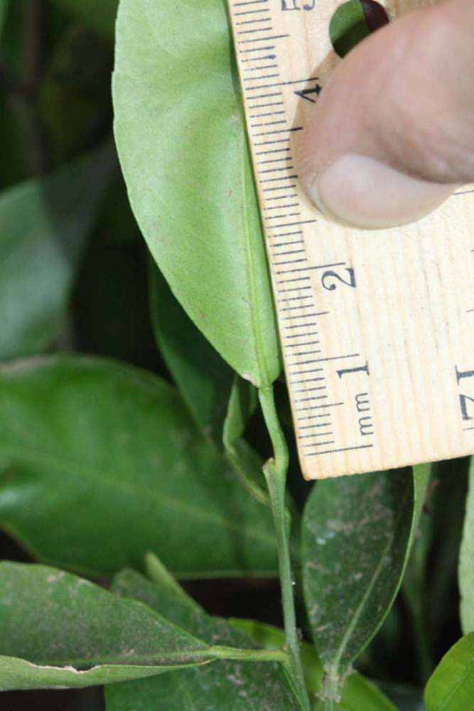              Petiole (Riverside, CA)       